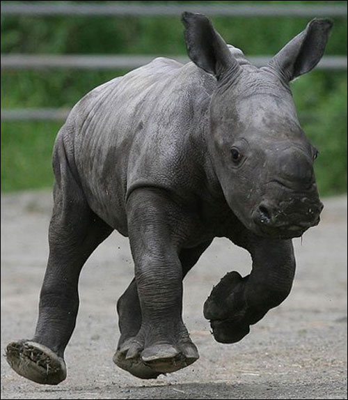 Baby Rhino Pictures